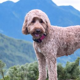 Goldendoodle puppies from BFF Goldendoodles