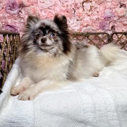 Chorizo - Pomeranian