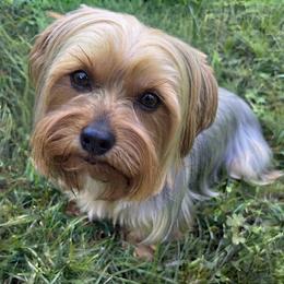 Peachey - Yorkshire Terrier