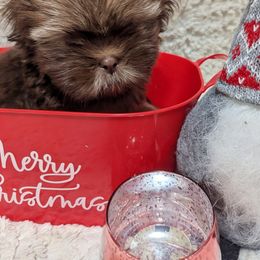 Girl 2 - female Shih Tzu puppy in Metropolis, Illinois from Super City Kennels