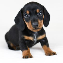 Ace - Black and tan Dachshund puppy in Fredonia, Arizona from Kaibab Dachshunds