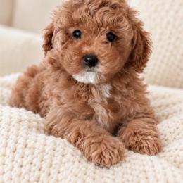 Alice - Apricot female Poodle puppy in Aurora, Oregon from Divine Poodles