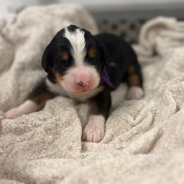 Petunia - Tri-color female Bernedoodle puppy in Hegins, Pennsylvania from Bubbling Springs Doodles, LLC