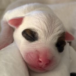 Stepped on a Pop Top - Tri-color male Jack Russell Terrier puppy in Englewood, Florida from Manasota Key Jack Russells