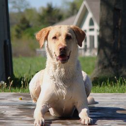 Sequoyah - Labrador Retriever