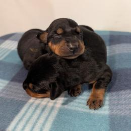 Black Male 2 - Black male German Pinscher puppy in Chatham, Virginia from WMHK9/Roolyn German Pinschers