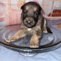 Cookie - Blue female German Shepherd puppy in Magnolia, Texas from K & Q Shepherds