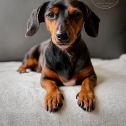 Millie - Dachshund