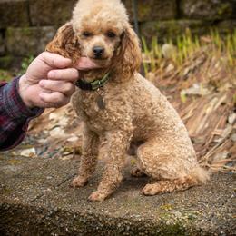 Henry Legacey - Poodle