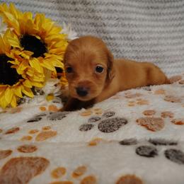 Honey - Red female Dachshund puppy in Hudson, Michigan from Mittentail Kennel Miniature Dachshunds & Australian Shepherds