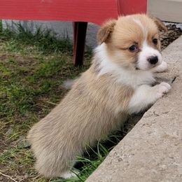 Pembroke Welsh Corgi Puppies from Diamond O