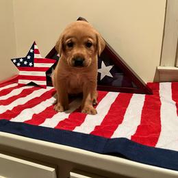 Yaz - Black Collar Male - Yellow male Labrador Retriever puppy in Hurtsboro, Alabama from PARK’s Family Farm