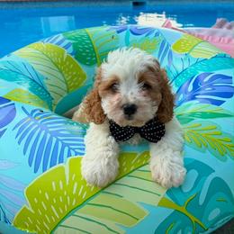 Norman - Blenheim male Cavapoo puppy in Mint Hill, North Carolina from DoodleForever