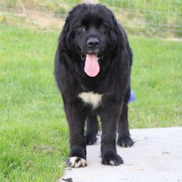 Callie - Newfoundland