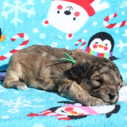 Rudolph (Rudy) - Phantom male Poodle puppy in Greenville, South Carolina from Wendy's House Of Poodles LLC