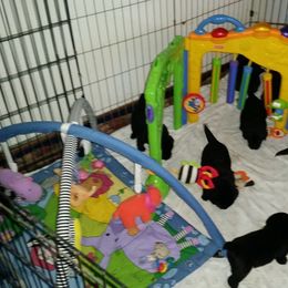 Labrador Retriever Puppies from SciFi Labradors