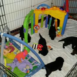 Labrador Retriever Puppies from SciFi Labradors