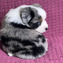 Blue Merle Male with Blue Eyes - Blue merle male Miniature Australian Shepherd puppy in Taunton, Massachusetts from Checkered Flag Champions Mini Aussies
