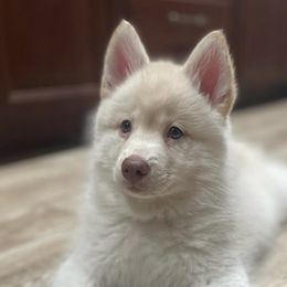 Pomskies from AcePomskies