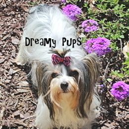 Jersey - Yorkshire Terrier