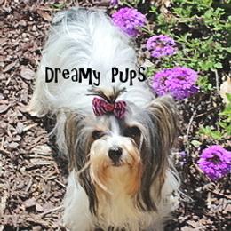 Jersey - Yorkshire Terrier