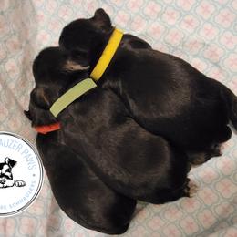 Miniature Schnauzer Puppies from Little Schnauzer Paws