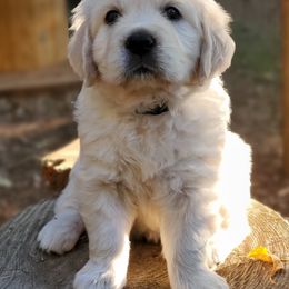 Golden Retriever Puppies from Hoekema Homestead Goldens