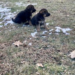 German Shepherd Puppies from MK German Shepherds LLC