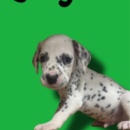 Luigi - White and black male Dalmatian puppy in Bremen, Georgia from Clark’s Dalmatians