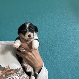Girl 1 - Black and tan female Pembroke Welsh Corgi puppy in Chino Valley, Arizona from Blecker Kennel