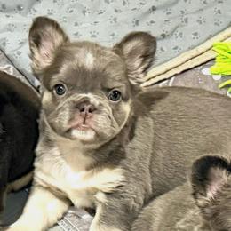 Molly - Tricolors female French Bulldog puppy in Klamath Falls, Oregon from Brittany's French Bulldogs