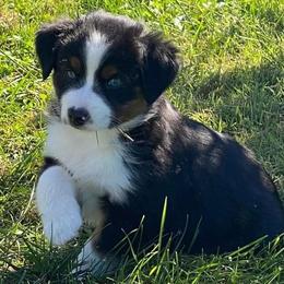 Miniature Australian Shepherds from Minipaw Aussies