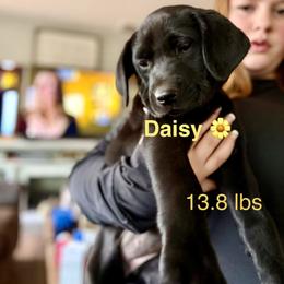 Daisy, Yellow collar - Yellow female Labrador Retriever puppy in Moore, Oklahoma from Okiehuntinboyz Labrador Retrievers