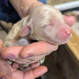 Boy 2 - Cream male Goldendoodle puppy in Street, Maryland from Rocks & Roses Doodles