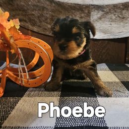 Phoebe - Yorkshire Terrier puppy from PBJ Farms