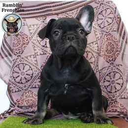 Boy 1 - French Bulldog puppy in San Antonio, Texas from Ramblin’ Frenchies