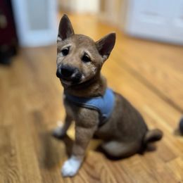 Christopher - Sesame male Shiba Inu puppy in Ewing Township, New Jersey from NJ Shiba Baby