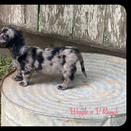 Dachshund and Pug Puppies from Wiggle'n V Ranch