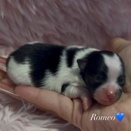 Pomeranian Puppies from Cascade Pomeranians
