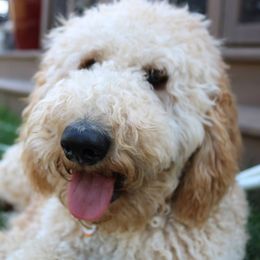 Aussiedoodles from Dairyland Doodle Dogs