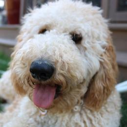 Aussiedoodles from Dairyland Doodle Dogs