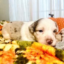 Madison - Blue merle female Miniature Australian Shepherd puppy in Wauchula, Florida from Sun & Moon Aussies