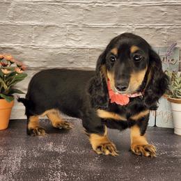 Dachshund Puppies from Madra's Dashing Doxies