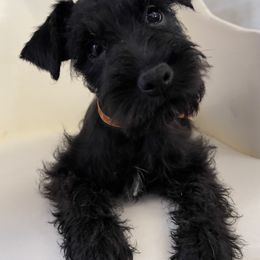 Ruby - Black female Miniature Schnauzer puppy in San Diego, California from KMS-Miniature Schnauzers