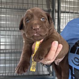 Yellow - Chocolate female Labrador Retriever puppy in Newton Grove, North Carolina from Wayalife Labradors & Gsp’s