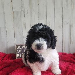 Boy 2 - Parti male Goldendoodle puppy in Plymouth, Utah from Country Sunshine