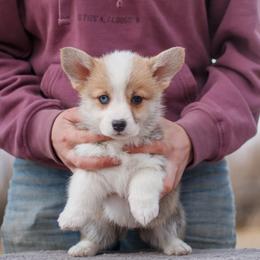 Girl 3 - Red female Pembroke Welsh Corgi puppy in La Grange, Wyoming from Merrygold Corgis