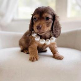 Tiny Carrie European lines - Chocolate and tan female Dachshund puppy in Richmond, Virginia from Irresistible Dachshunds & Cavaliers