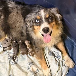 Rembrandt - Blue merle male Miniature Australian Shepherd puppy in Dallas, Waco, And Tyler, Texas from Beulah Aussie Farms Texas