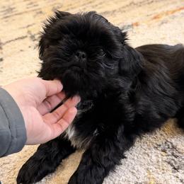 Bear - Black and white male Shih Tzu puppy in Oxnard, California from California Shih Tzu